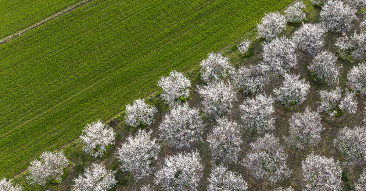 Zirai Don Uyarısı! Sabah Saatlerinde Dikkat!