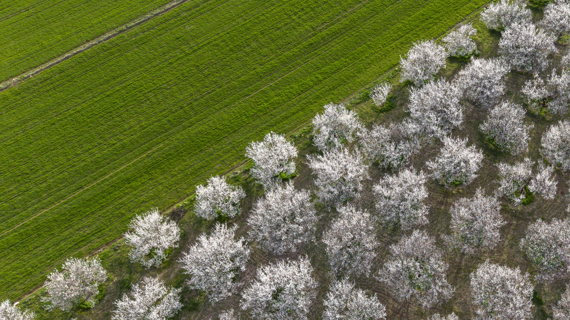 Son dakika: Meteoroloji'den zirai don uyarısı! Sabah saatlerine dikkat! | Son dakika haberleri