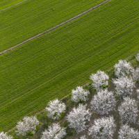 Meteoroloji'den zirai don uyarısı! Sabah saatlerine dikkat!