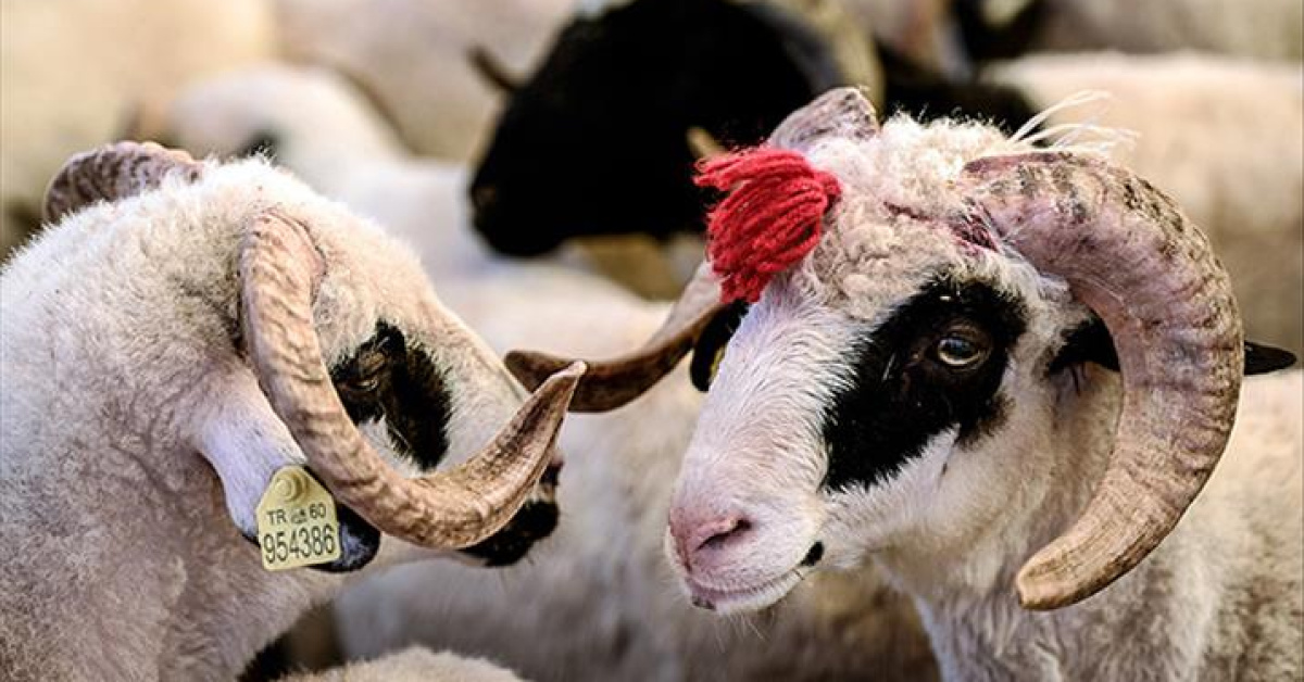 2026 Kurban Bayramı Tarihi ve Tatil Süresi