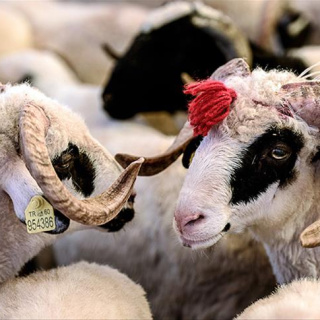 Kurban Bayramı tatili 9 gün olacak mı?