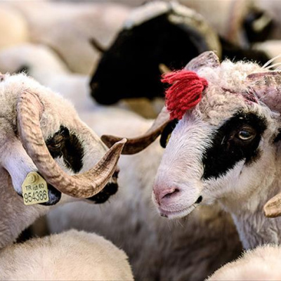 Kurban Bayramı tatili 9 gün olacak mı?