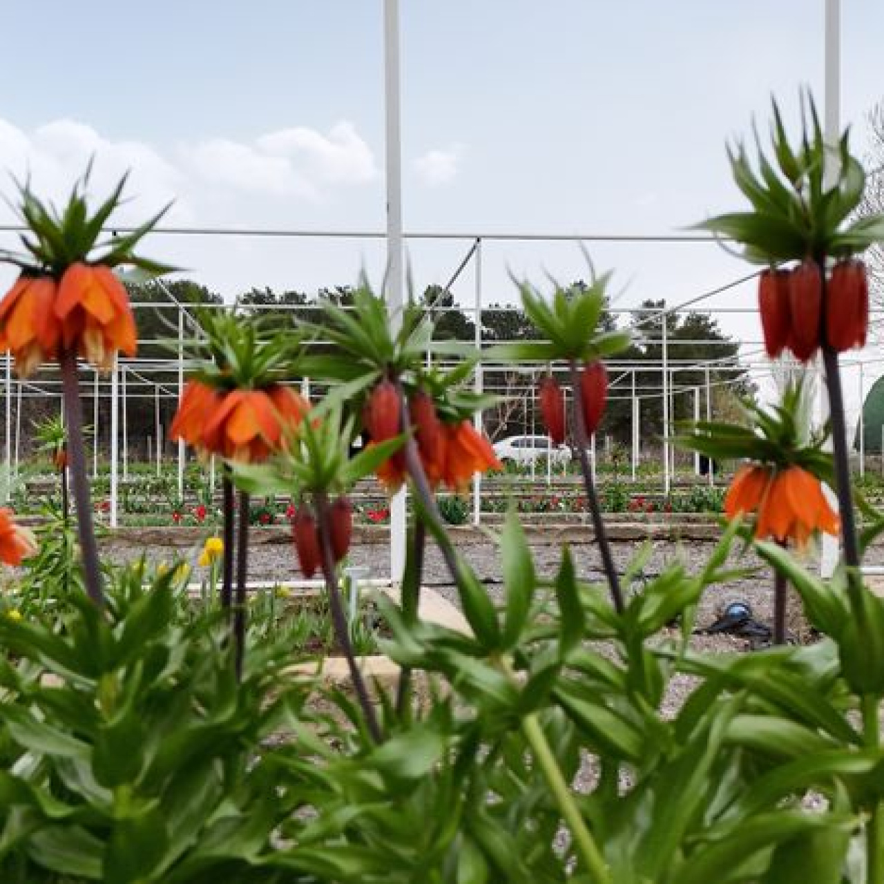 Yılda 20 gün yaşıyor... Koparan yandı!