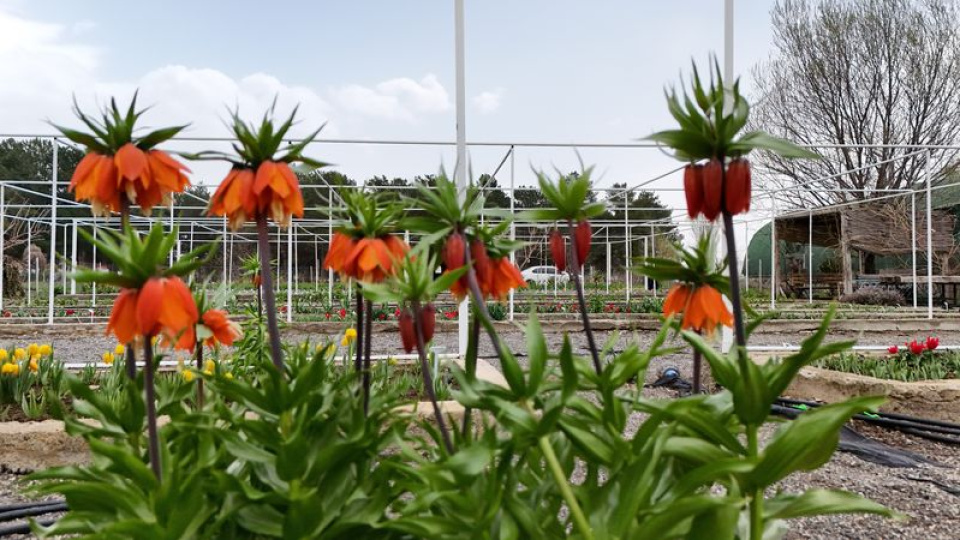 Yılda 20 gün yaşıyor... Koparan yandı!