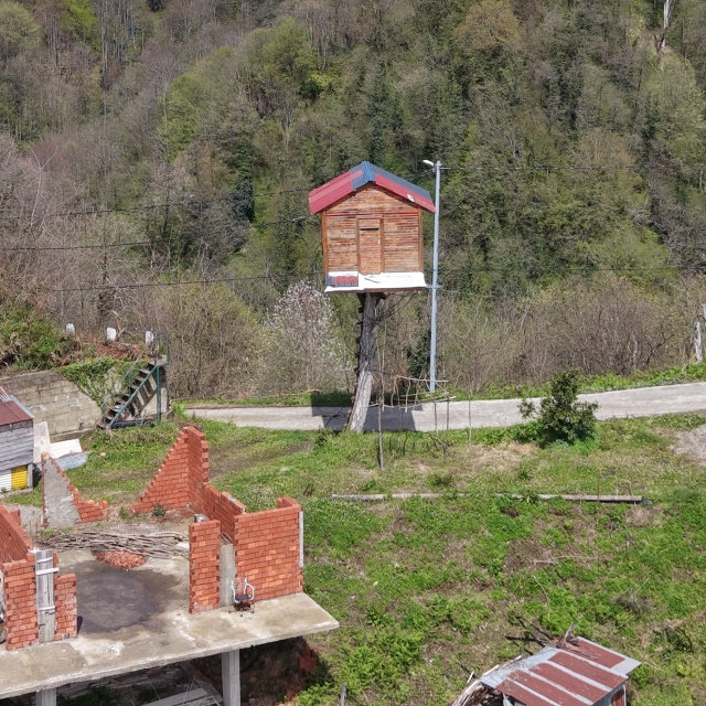 7 metre yükseklikte! "Zekasını konuşturmuş"