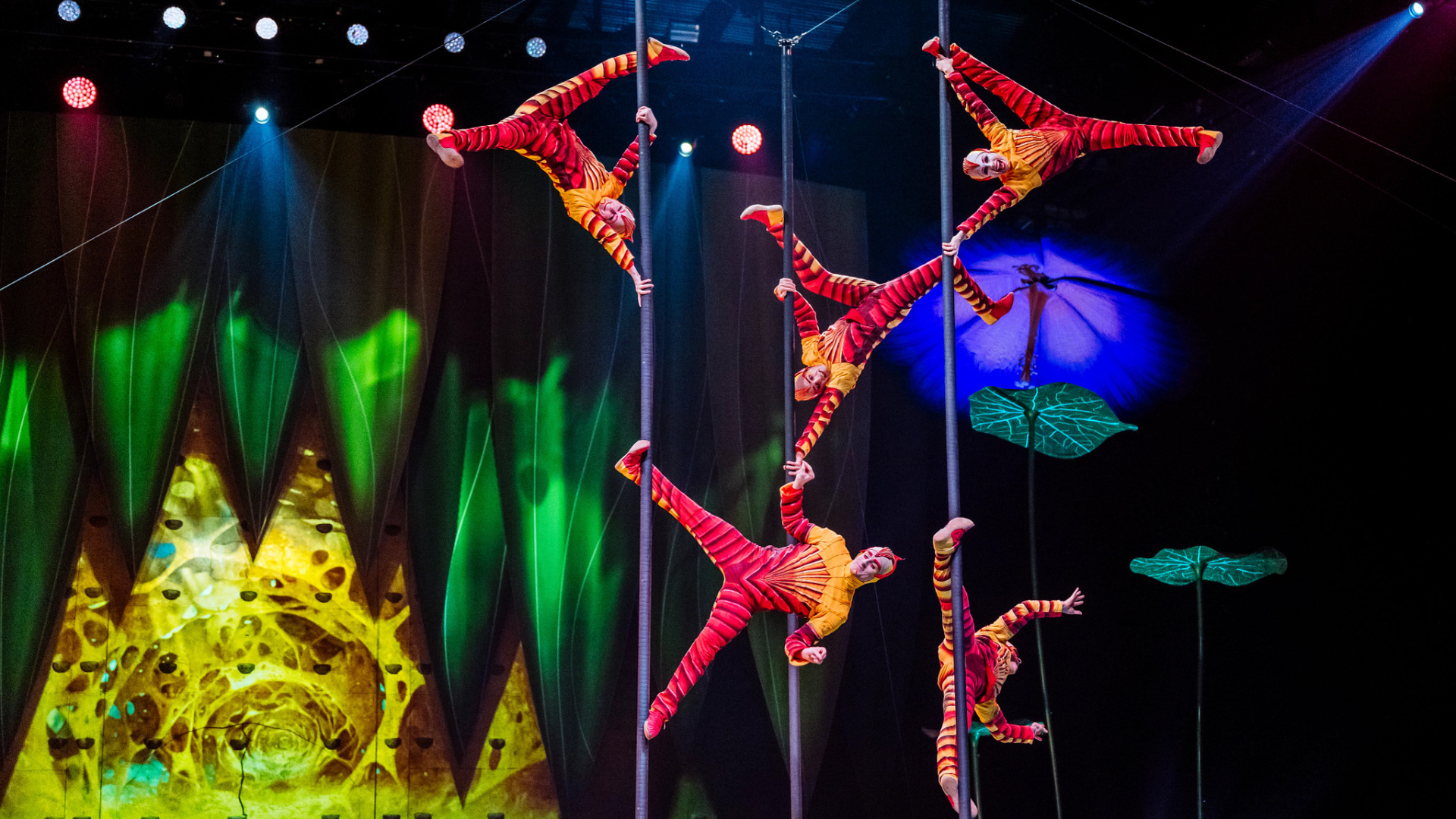 Cirque du Soleil 'OVO' Gösterisiyle 10 Yıl Sonra İstanbul'a Dönüyor