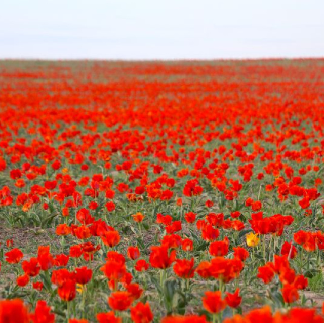 Orta Asya'ya özgü! Nisanda yüzünü gösterdi