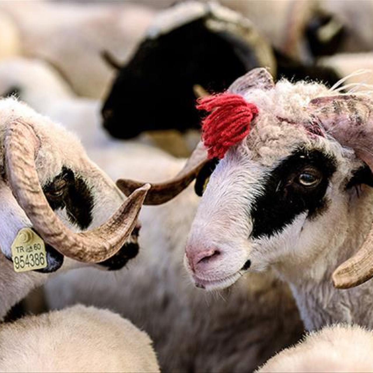 Kurban Bayramı ne zaman?