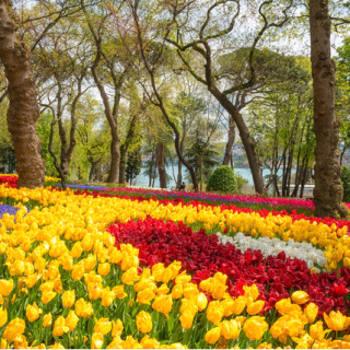 İstanbul Lale Festivali ne zaman?