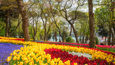 İstanbul Lale Festivali ne zaman?