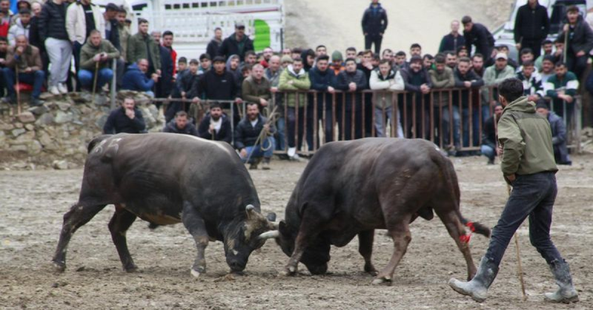Yusufeli Boğa Güreşleri Festivali Sona Erdi