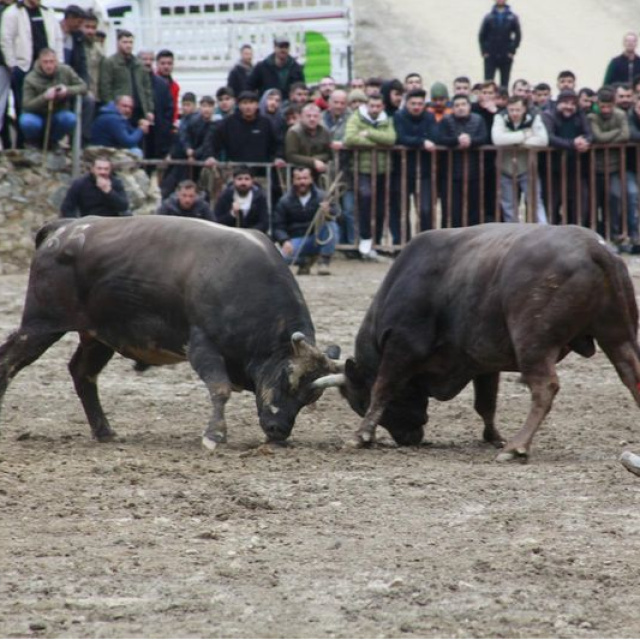 Yusufeli'ndeki boğa güreşleri sona erdi