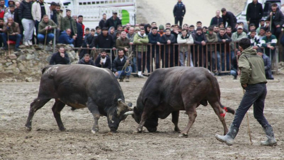 Yusufeli'ndeki boğa güreşleri sona erdi