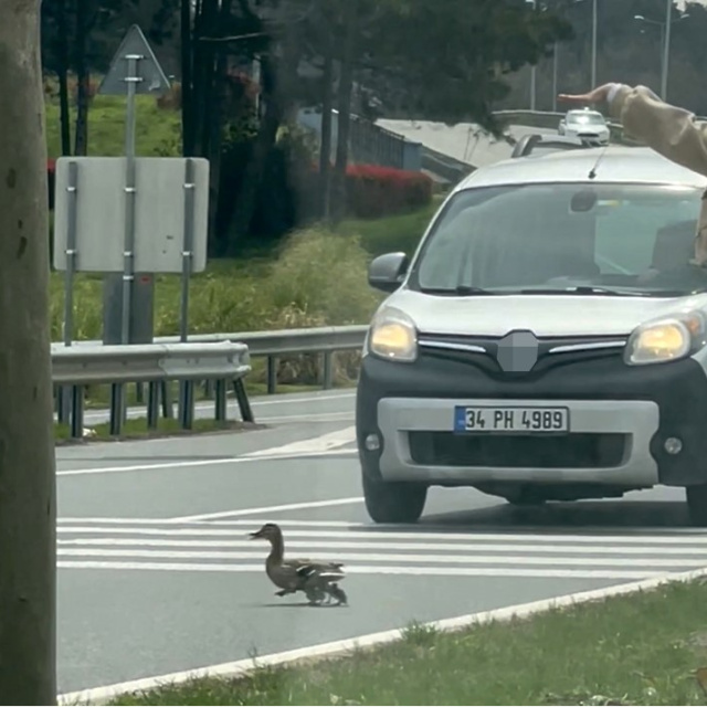 Ördek ailesi için trafiği durdurdu