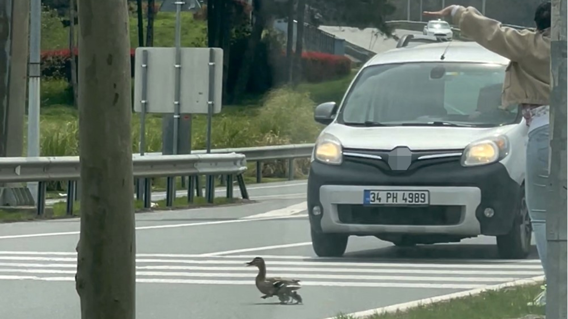 Ördek ailesinin güvenli geçişi için trafik durduruldu