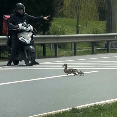 Ördek ailesi için trafiği durdurdu