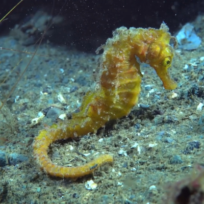 İzmit Körfezi'nde biyoçeşitlilik arttı