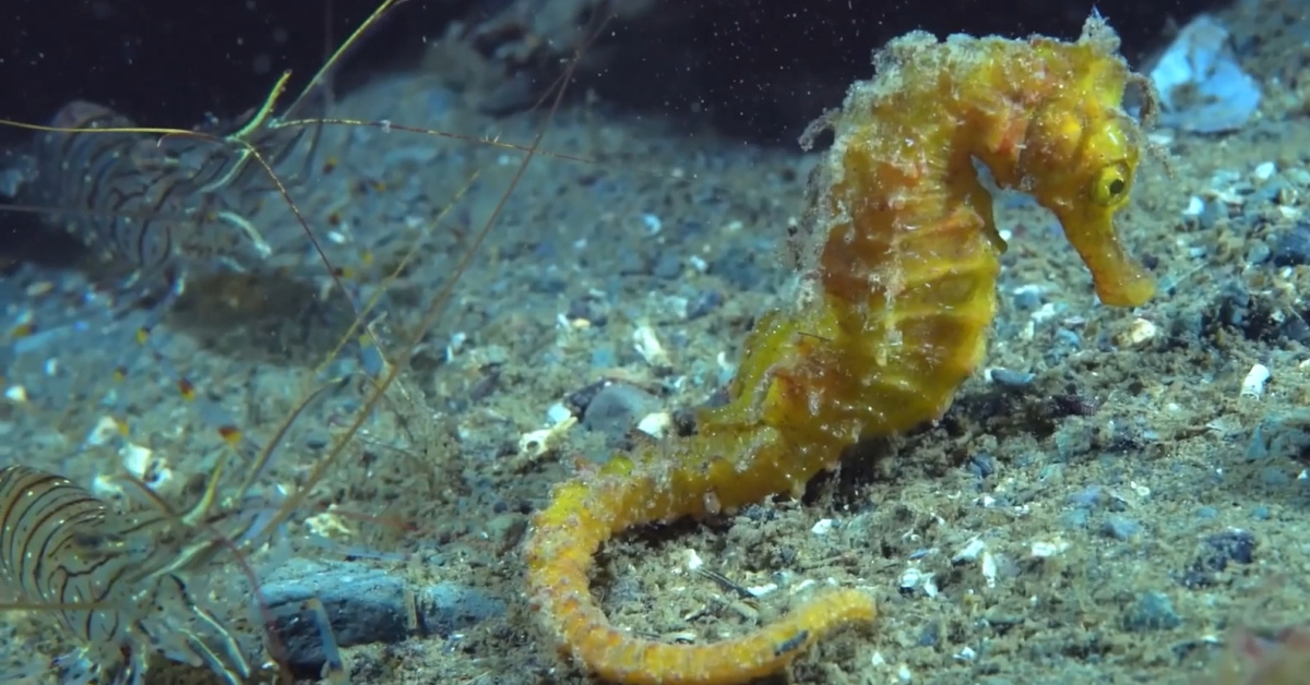 İzmit Körfezi'nde Biyoçeşitlilik Arttı