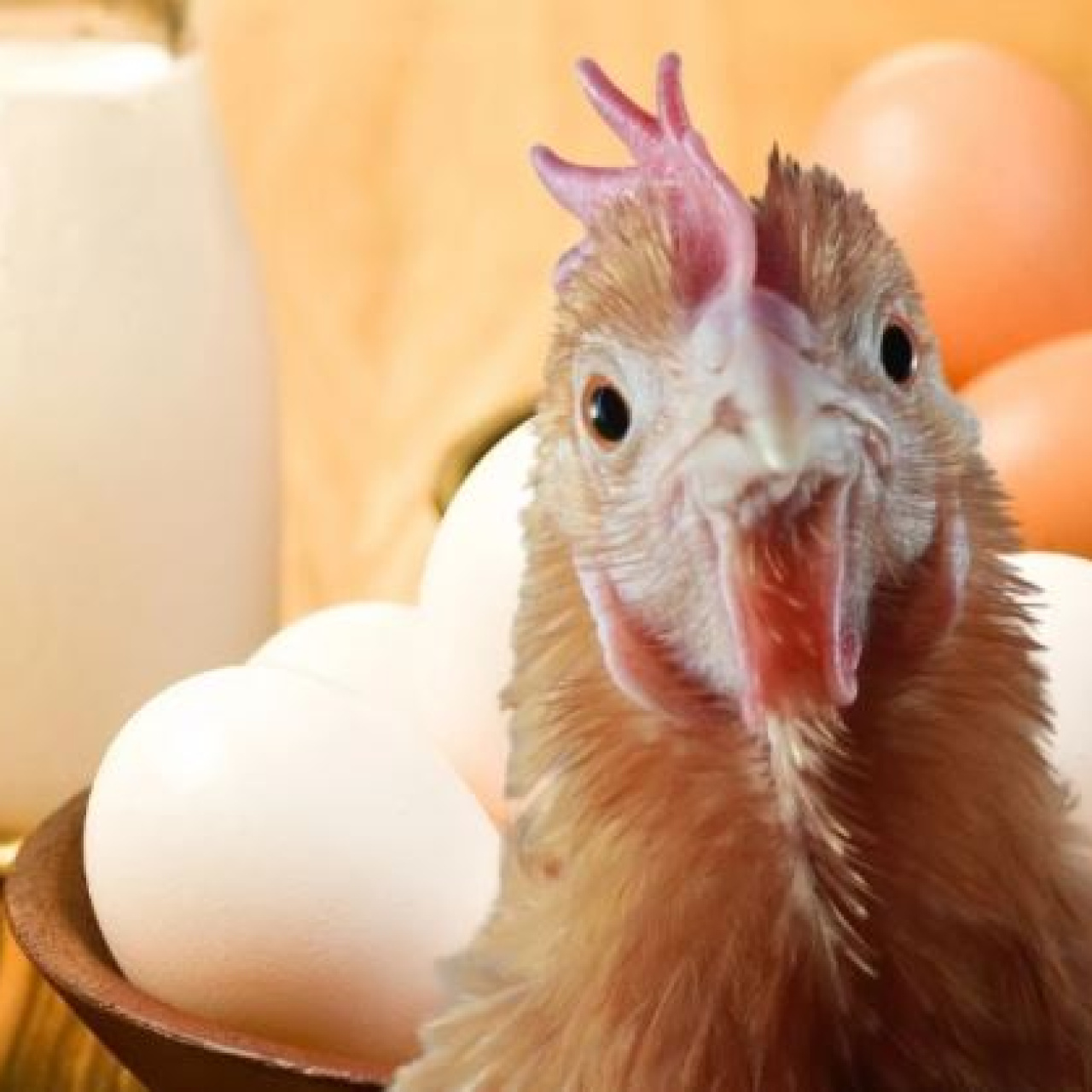 Aylık yumurta, tavuk eti ve süt üretimi azaldı