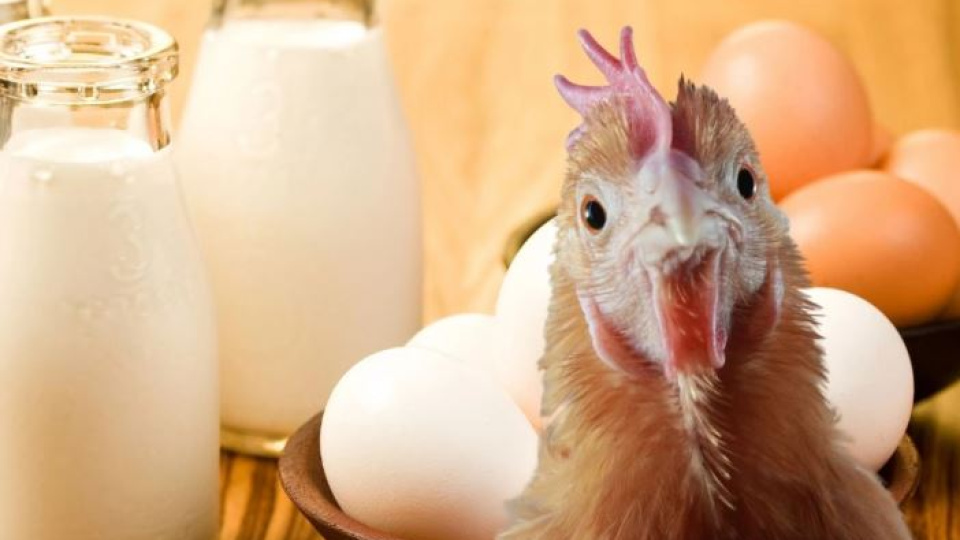 Aylık yumurta, tavuk eti ve süt üretimi azaldı