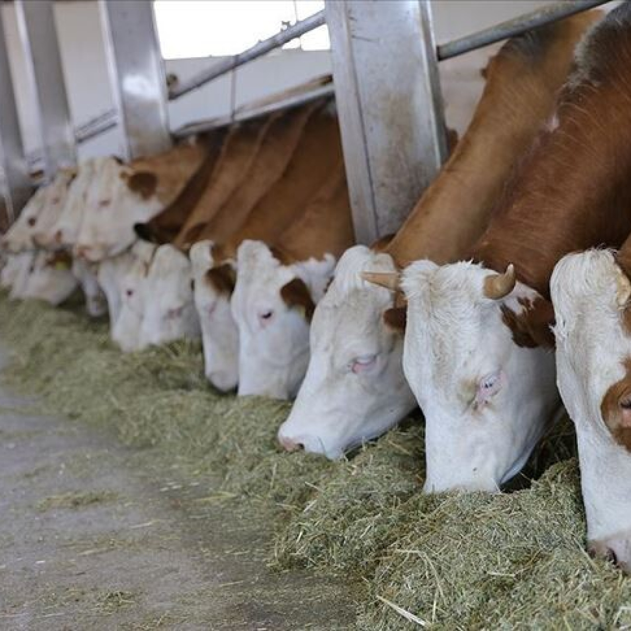 784 milyon liralık yeni besi organize tarım bölgesi yatırımı