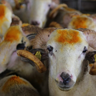 Kurban Bayramı tatili kaç gün?