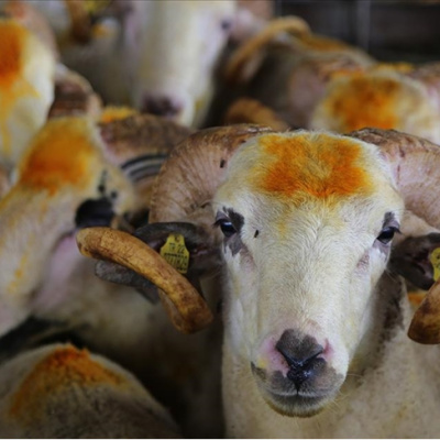 Kurban Bayramı tatili kaç gün?