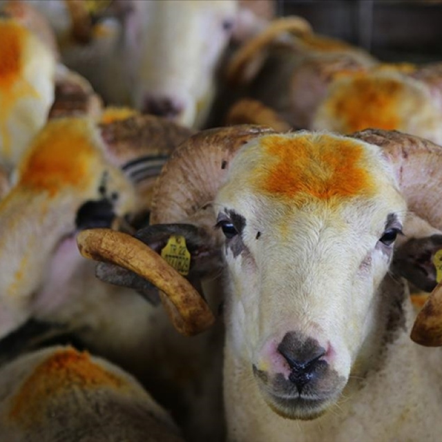 Kurban Bayramı tatili kaç gün?