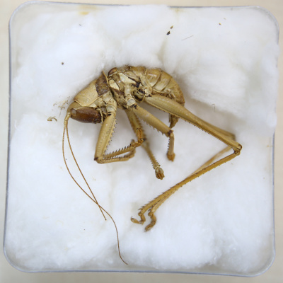 6 bin km'yi araştırdı! Bingöl'de tespit edildi