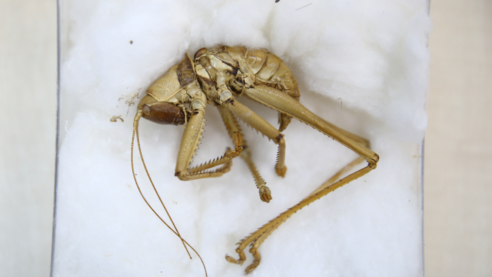 6 bin km'yi araştırdı! Bingöl'de tespit edildi