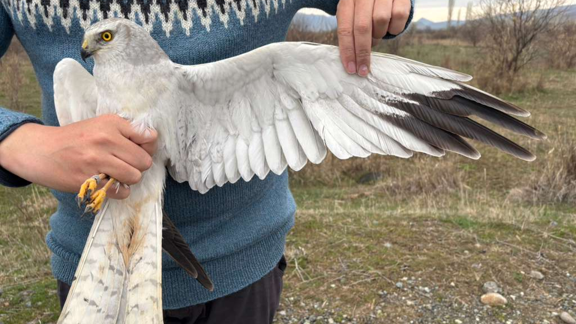Iğdır'dan Uydu Vericili Bozkır Delicesi 4 Günde Azerbaycan'a Uçtu