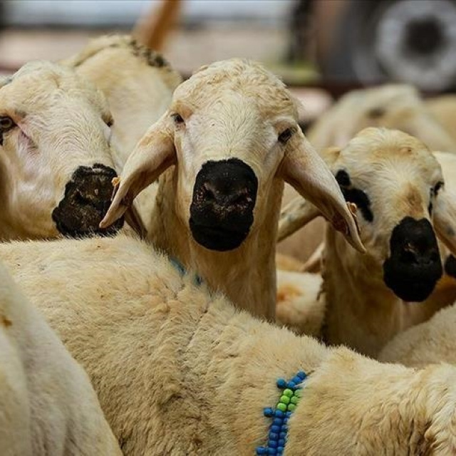 Kurban Bayramı tatili kaç gün olacak?