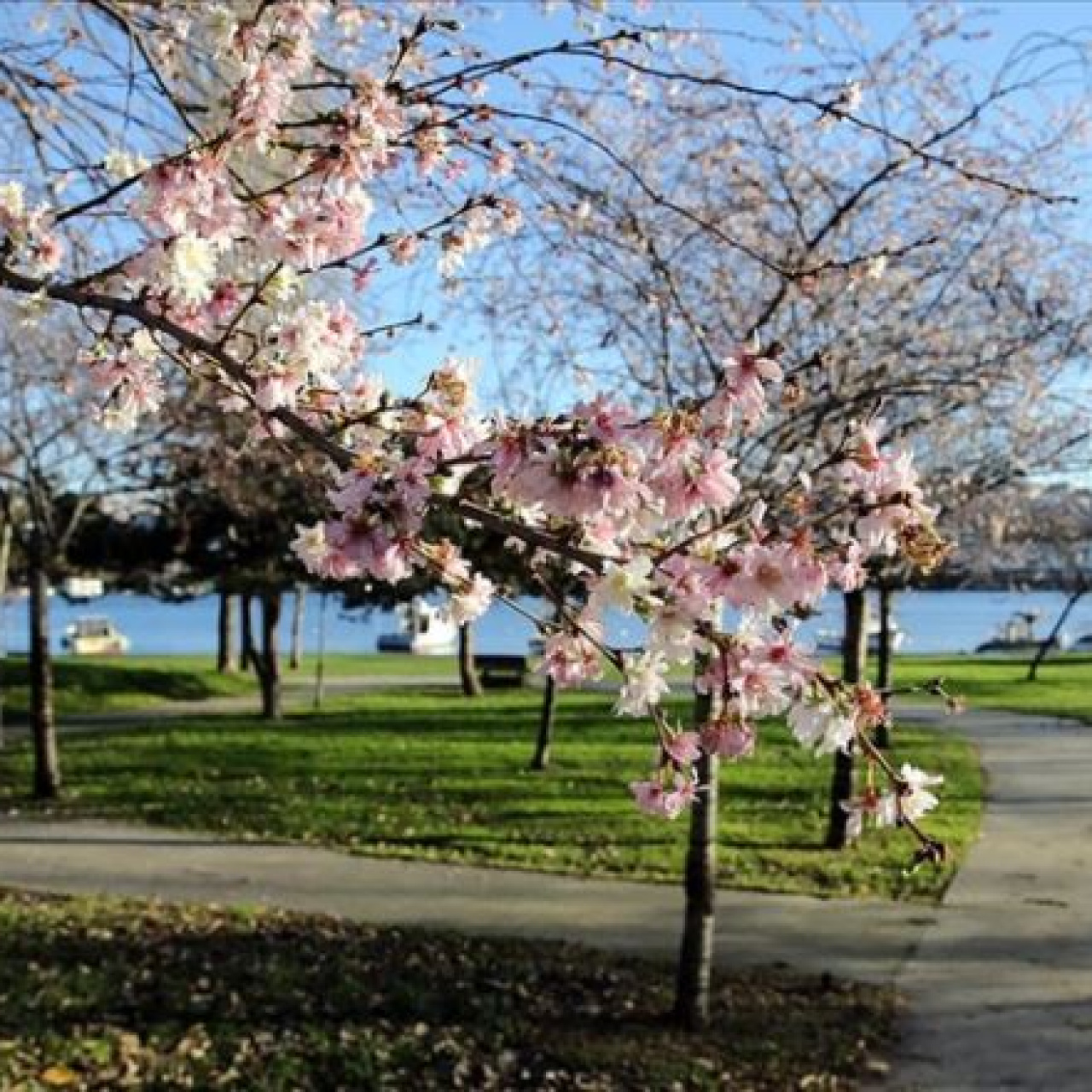 Türkiye’de Hava Mevsiminin Çalkantılı Dönemi: İlkbahar ve Kış Arasında Kararsızlık
