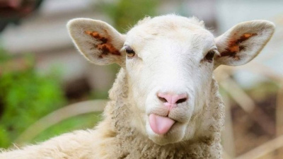 Kurbanlık fiyatları