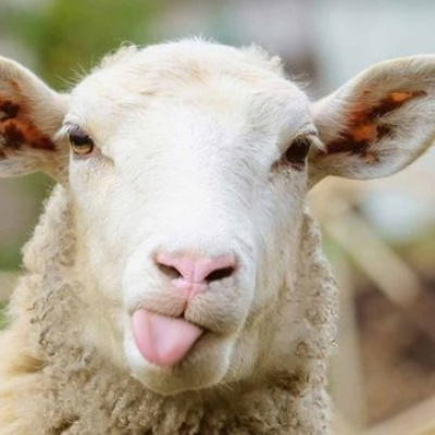 Kurbanlık fiyatları