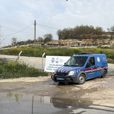 Barınakta köpek ölümleriyle ilgili soruşturma