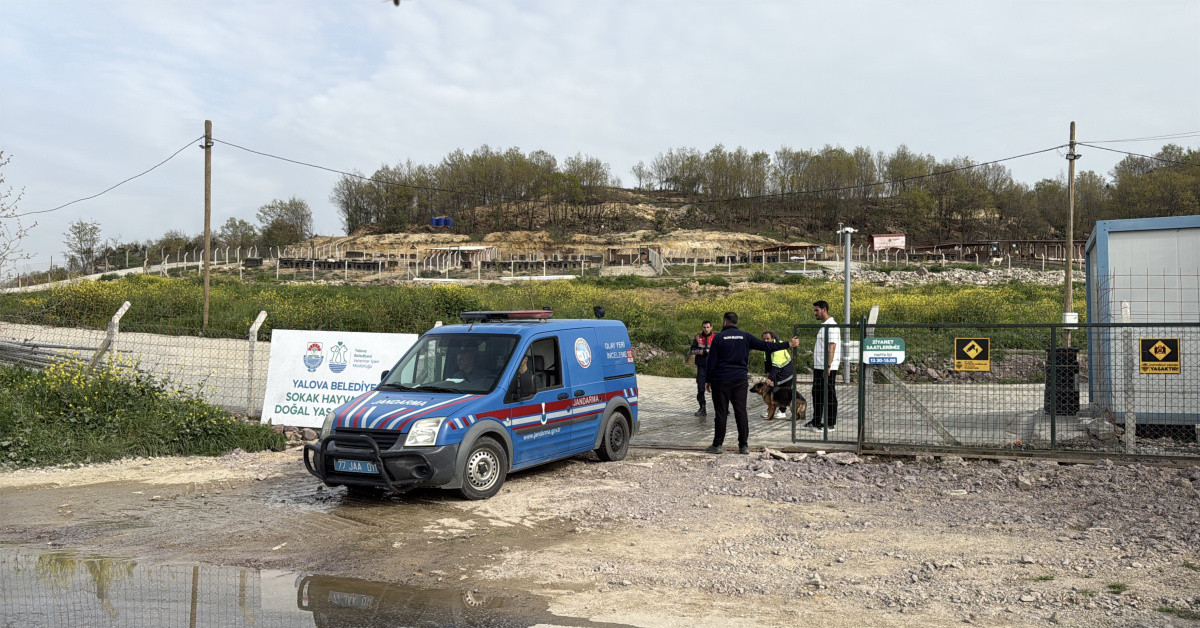 Yalova'da Köpek Ölümleriyle Soruşturma Başladı