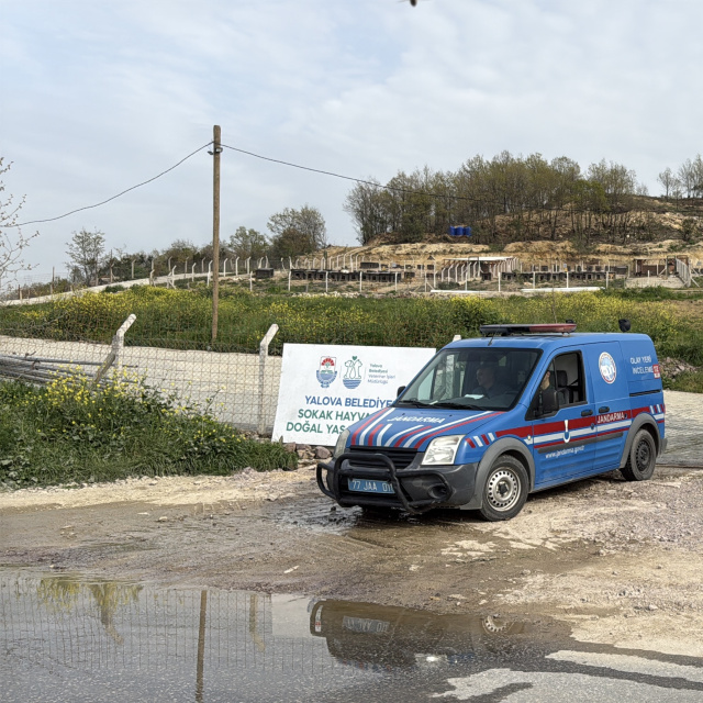 Barınakta köpek ölümleriyle ilgili soruşturma