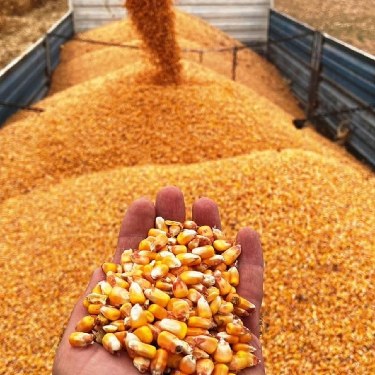 Mısır ithalatı için tarife kontenjanı açıldı