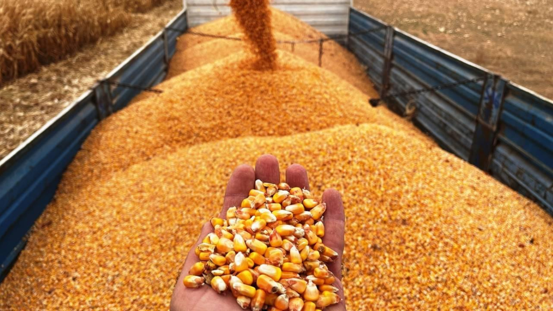 Resmi Gazete'de yayımlandı: Mısır ithalatı için tarife kontenjanı açıldı