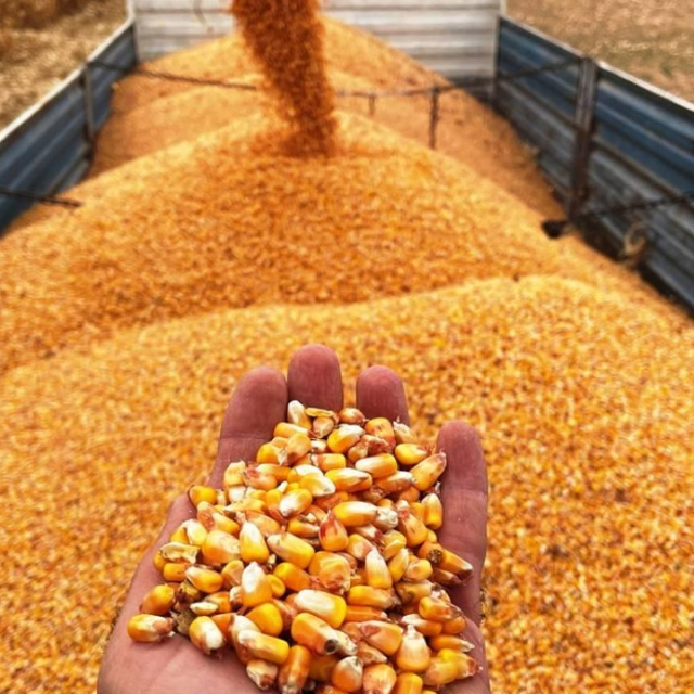 Mısır ithalatı için tarife kontenjanı açıldı