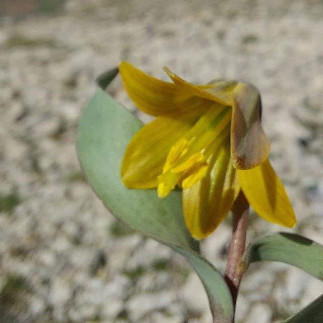Amatör dağcılar görüntüledi! İsmini o ilçemizden alıyor