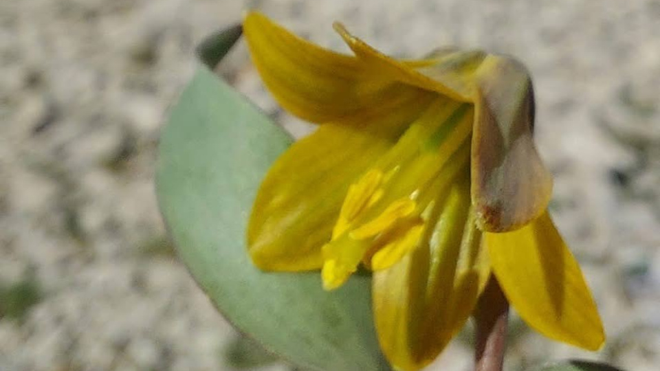 Amatör dağcılar görüntüledi! İsmini o ilçemizden alıyor