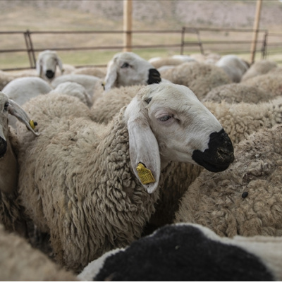 Kurban Bayramı'na kaç gün kaldı?