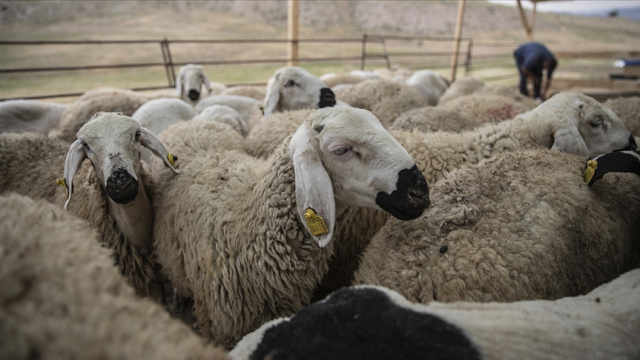 Kurban Bayramı’na kaç gün kaldı?