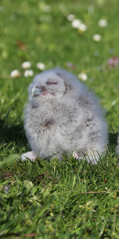20 yıldır aynı yere yuva yapıyorlar