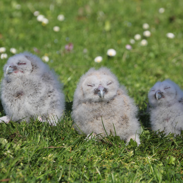20 yıldır aynı yere yuva yapıyorlar
