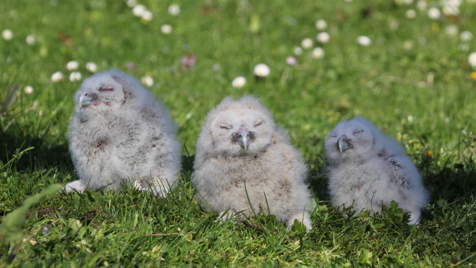20 yıldır aynı yere yuva yapıyorlar