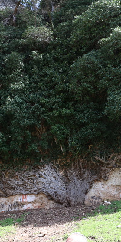 Türkiye'nin en yaşlı ikinci canlısı!