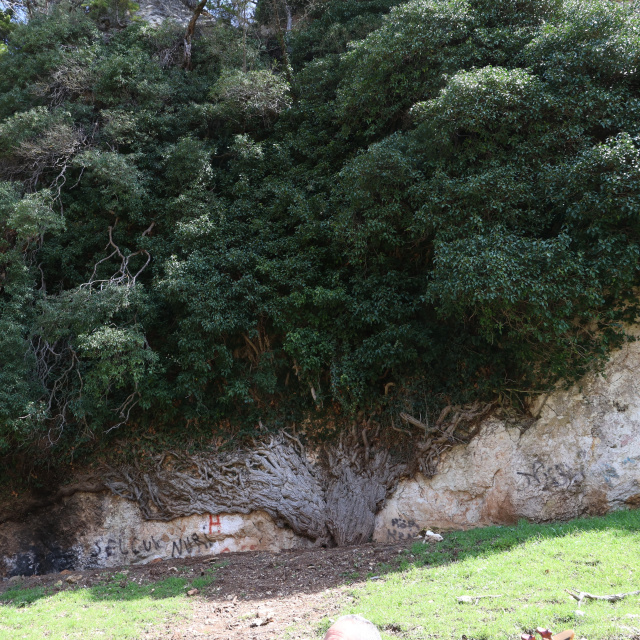 Türkiye'nin en yaşlı ikinci canlısı!